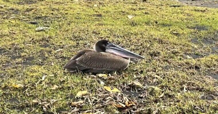 Stuck in paradise: Non-native brown pelican spotted along Hawaiʻi Island’s south shore