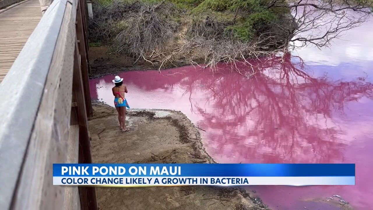 Maui's pink pond may have a different cause, researchers say