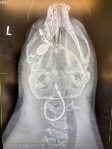 Hawaiian monk seal x-ray