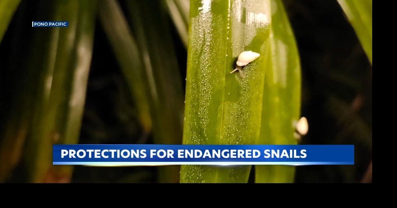 Rare Hawaiian snails get new protection in Waianae Mountains