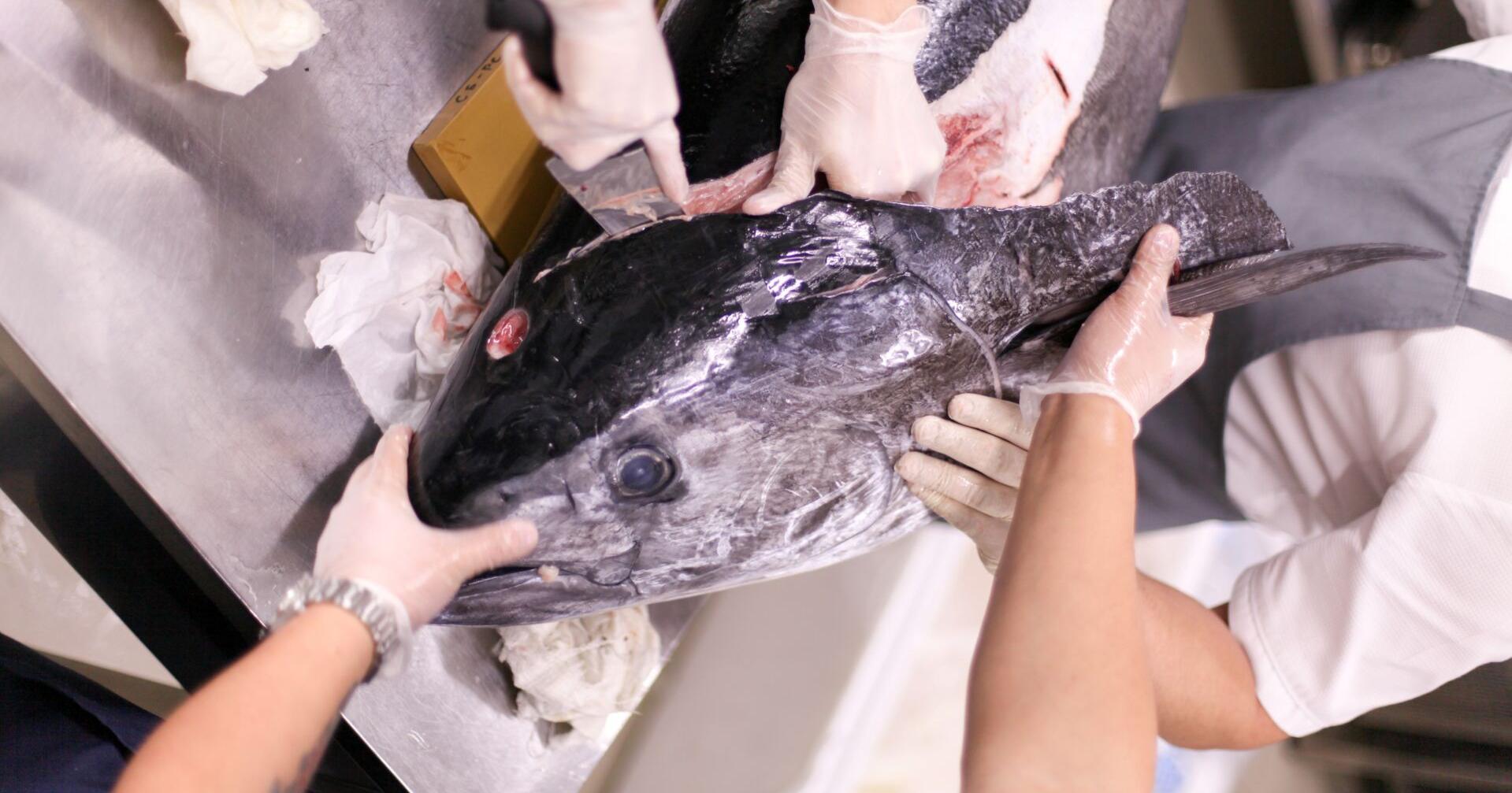 Fishing industry voices concerns over fish waste at Pier 38: Calls for transparency and sustainability - Vimarsana News