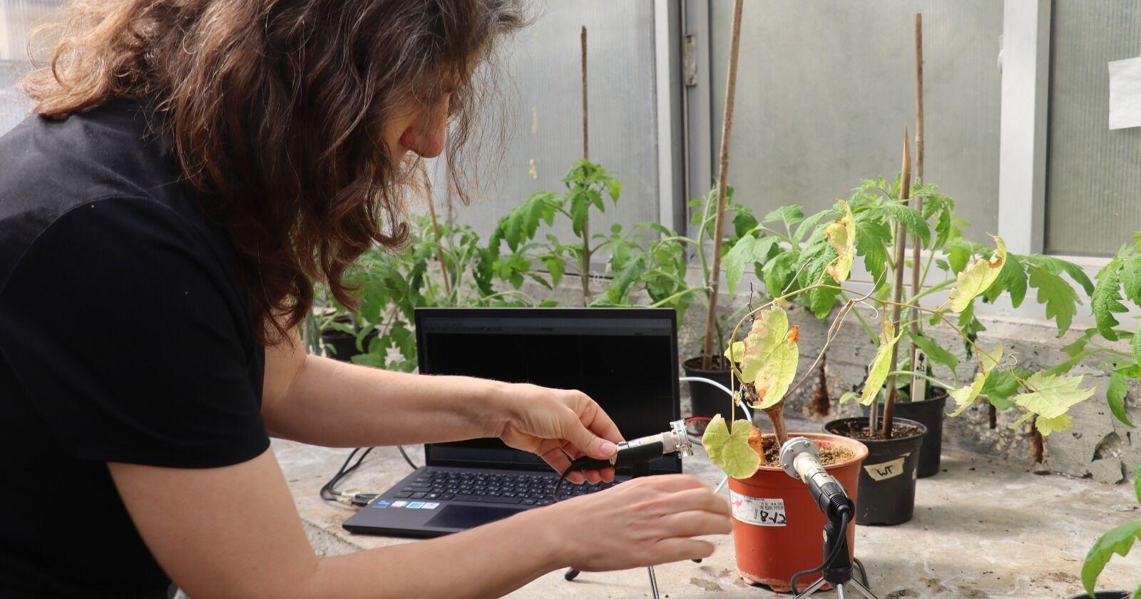 Plants aren't silent. They make clicking sounds, a study finds - Vimarsana News