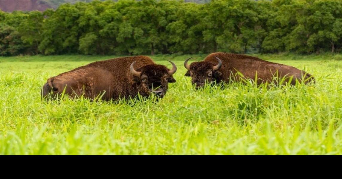 Famous New York architect, family purchase more than 200acre Hanalei