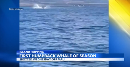 First humpback whale sighting of season comes early this year - Vimarsana News