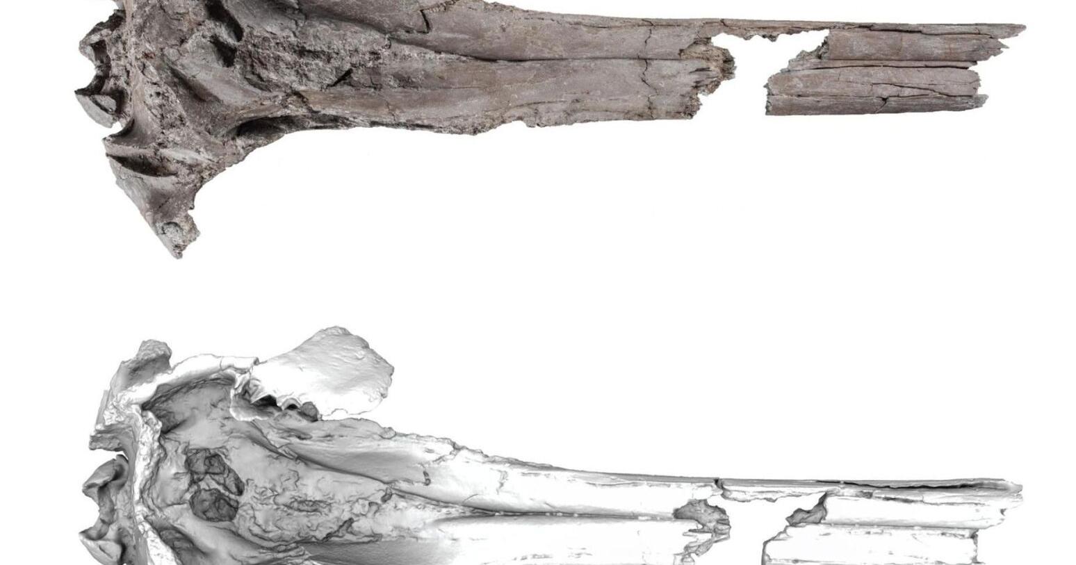 Ancient giant dolphin discovered in the Amazon - Vimarsana News