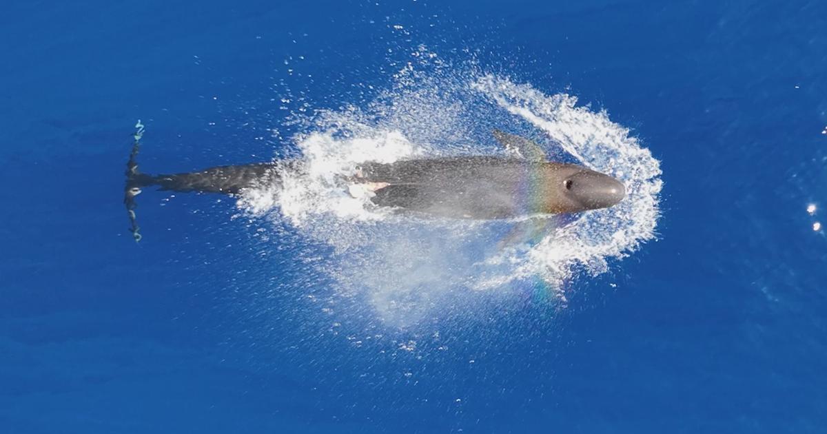 Researchers discover endangered false killer whale tangled in marine debris off Lāna‘i