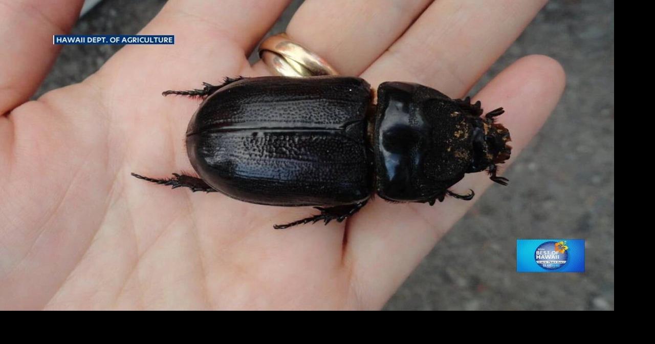 2024 Best of Hawai'i Aloha Termite & Pest Control Island Life Live