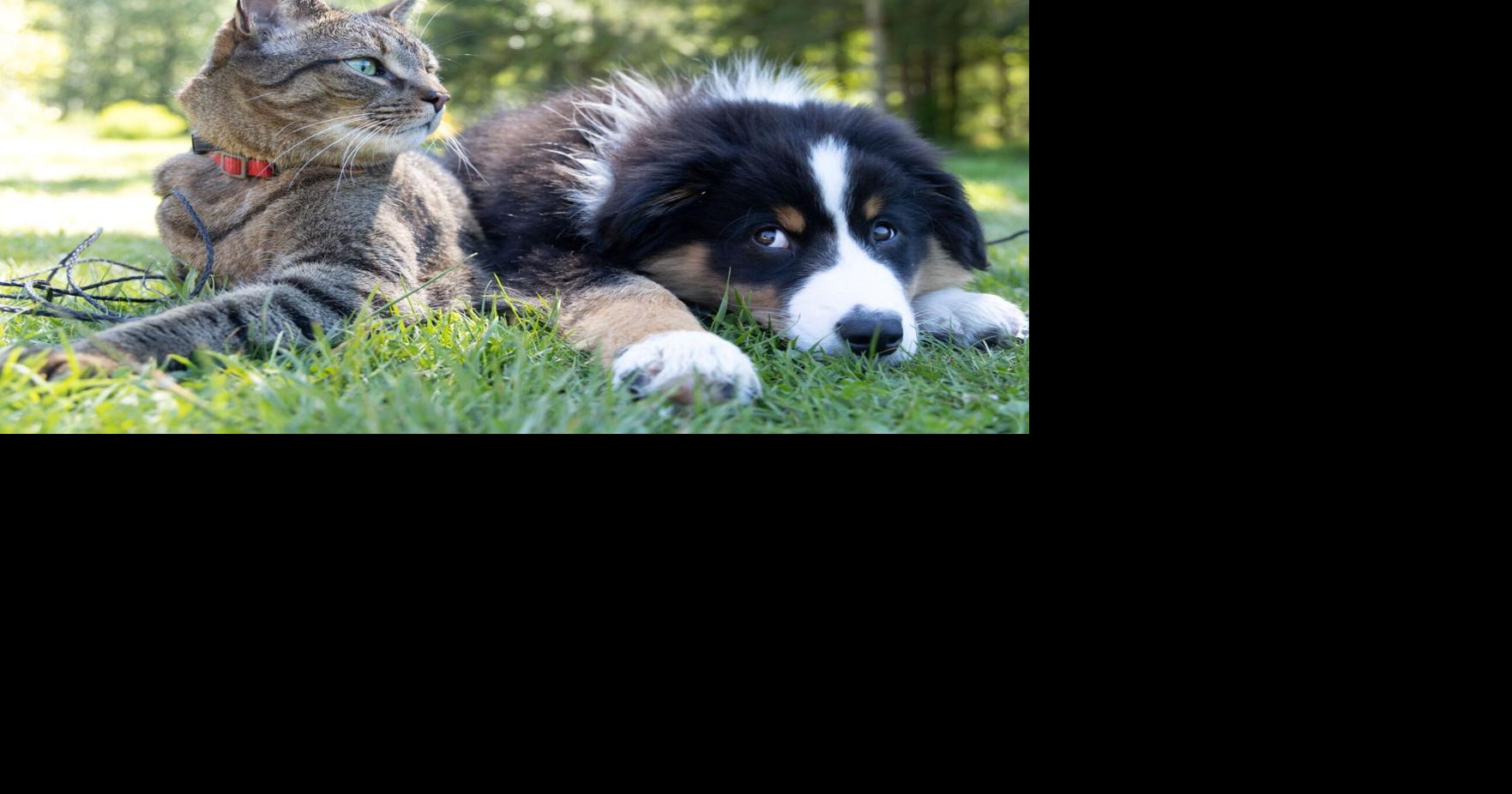 Keep Pets Safe During the Holidays: Tips from Hawaiian Humane Society