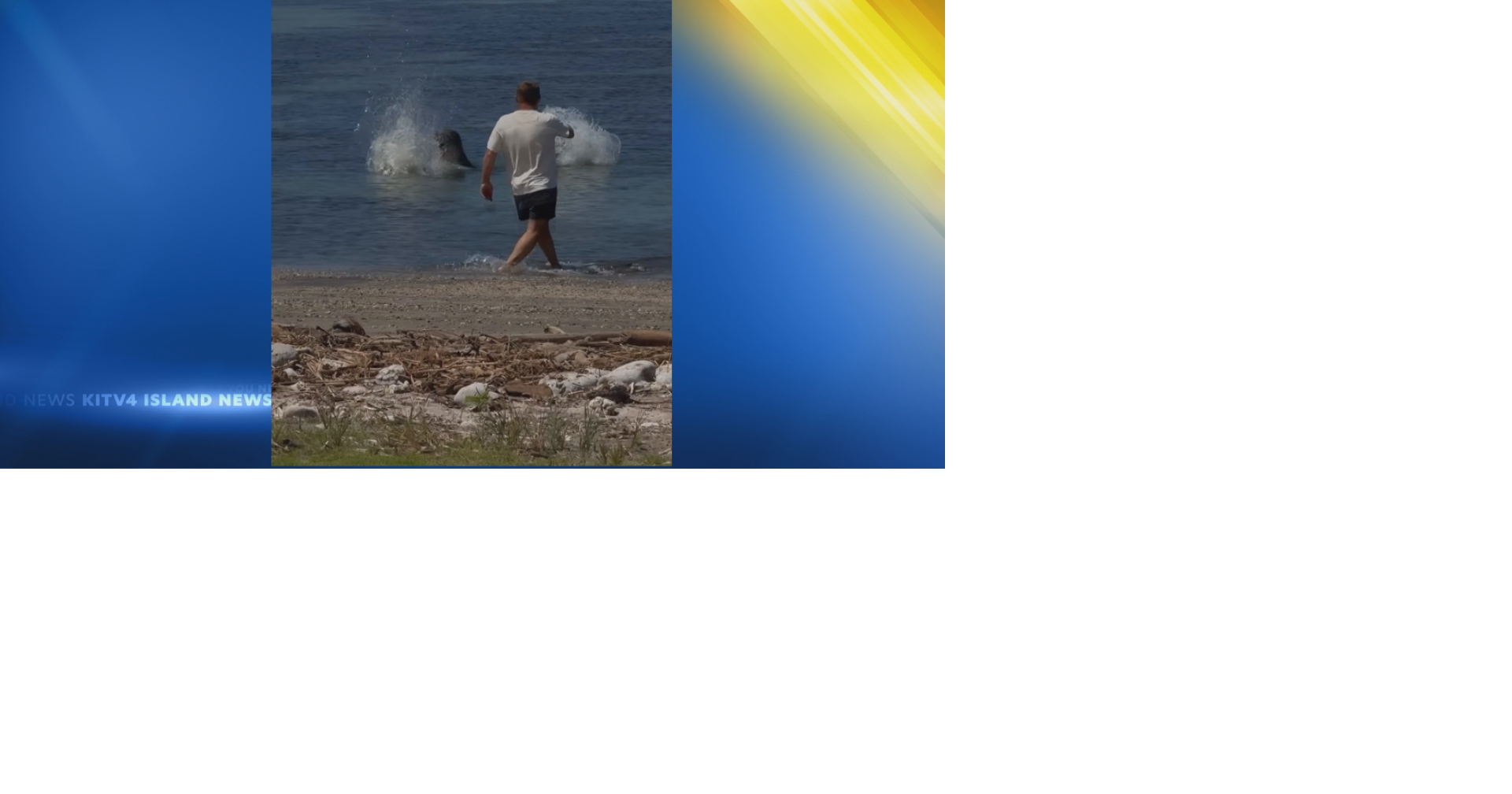 Man launches rock at endangered Hawaiian monk seal, sparks online outrage