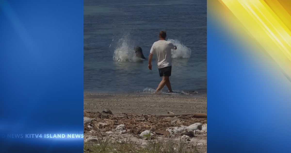 Man launches rock at endangered Hawaiian monk seal, sparks online outrage