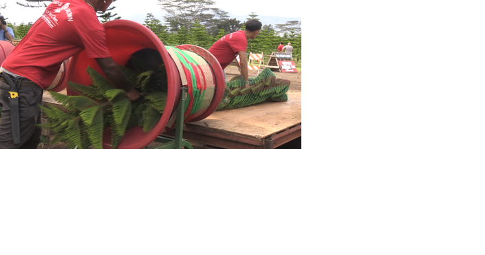 Helemano Farms launches more than 4,000 Christmas trees this season - Vimarsana News