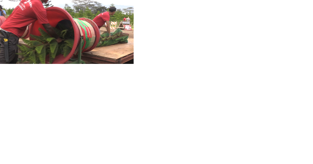 Helemano Farms prepares for another busy Christmas trees this season - Vimarsana News