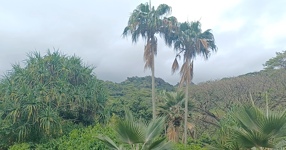 Kauai botanical garden working to protect palm tree collection from coconut rhinoceros beetles - Vimarsana News