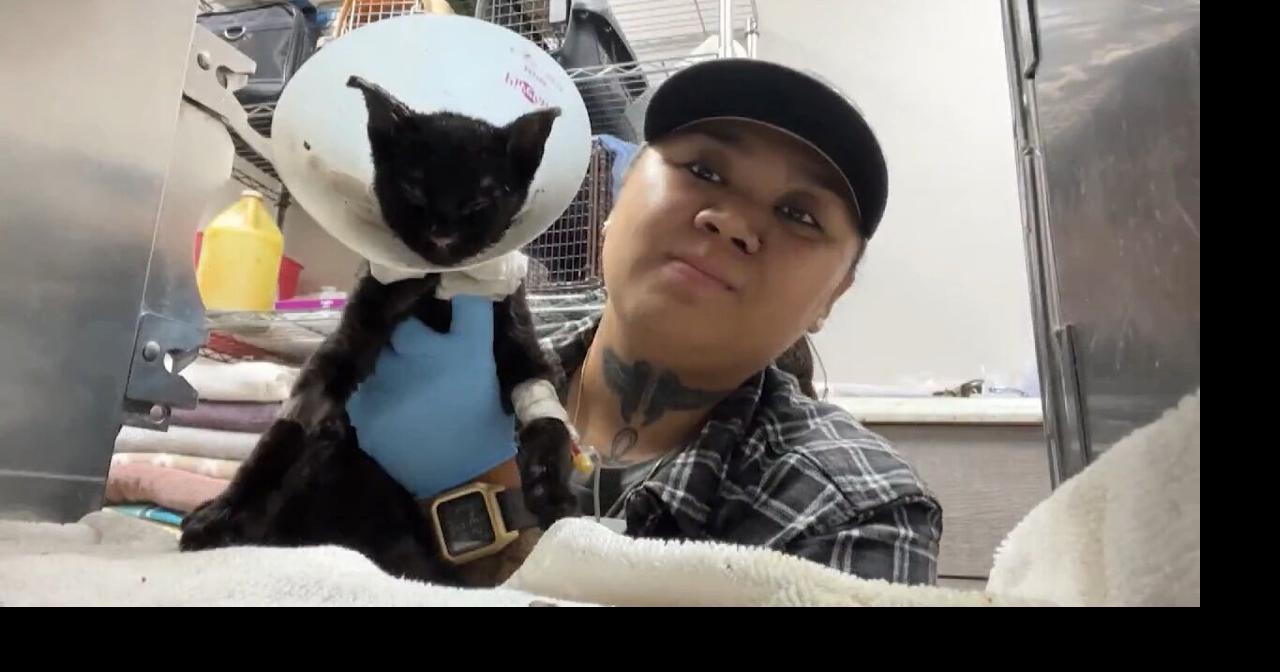 | News | kitv.com