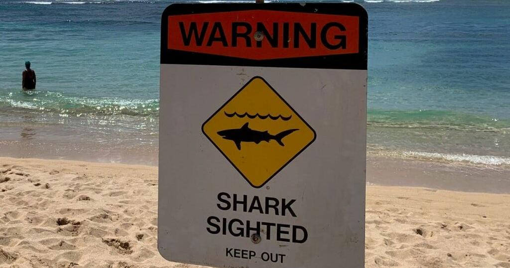 ‘Aggressive’ Tiger shark spotted off White Plains Beach on Oahu’s South Shore | Local