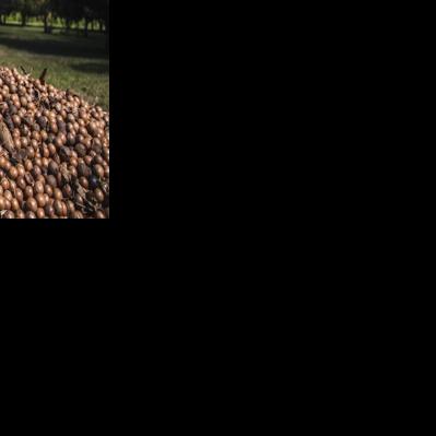 Macadamia nut products must state if the nuts are grown in Hawaii under new law