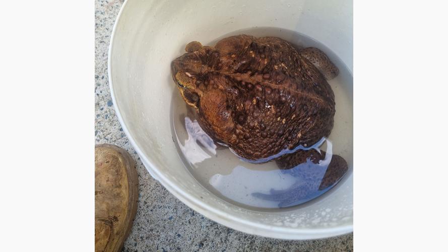 Toadzilla, a giant cane toad found in Australia, may be a record-breaker