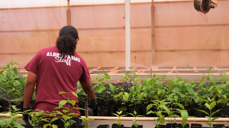 West Oahu high schoolers harvest new skills and experiences at Aloun ...
