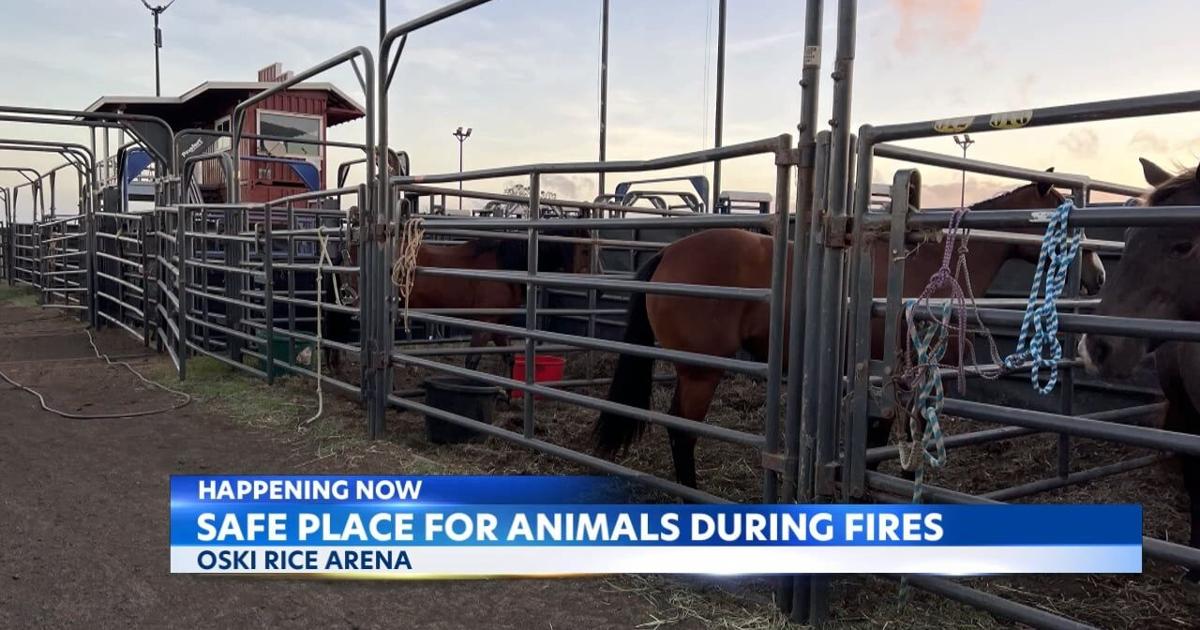 Oski Rice Arena taking in animals who need a shelter during the ...