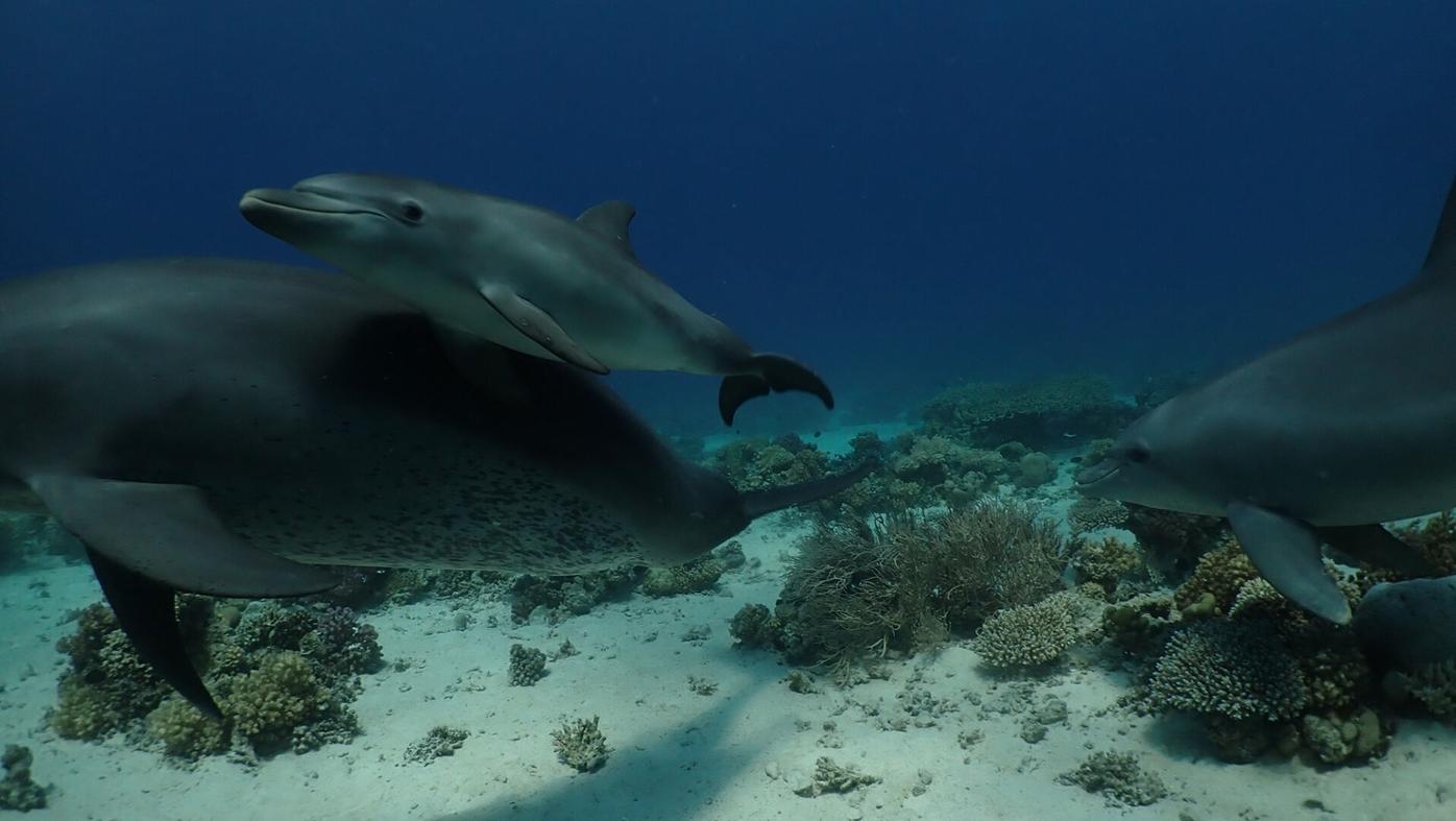 Dolphin mouths house 'dark matter of the biological world', News Center