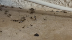 Gnats swarm areas of the island after storm