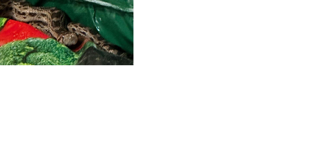 Gopher snake found in shipping container at Molokai hardware store - Vimarsana News