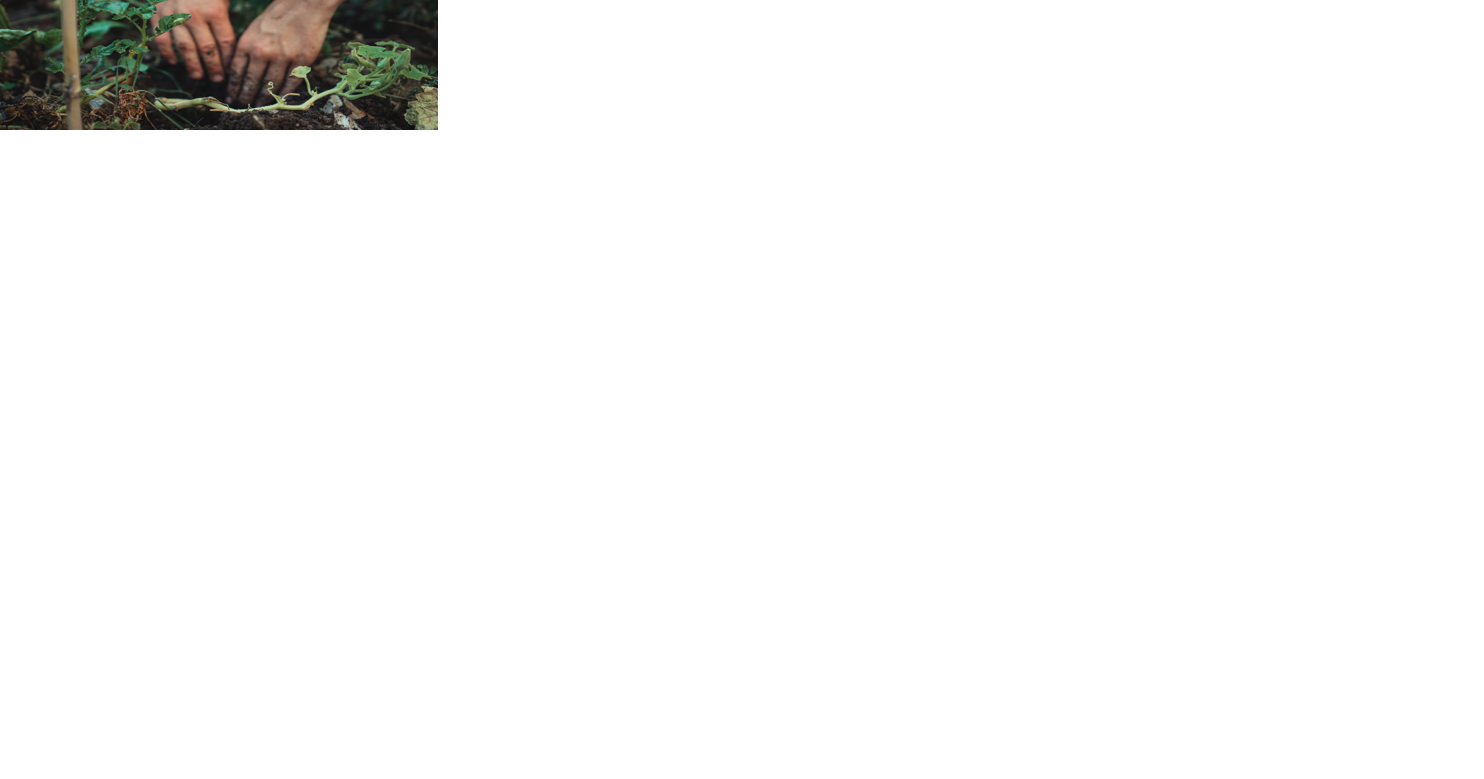 In honor of Earth Day, students planting 300 native trees and plants in the Makiki area - Vimarsana News