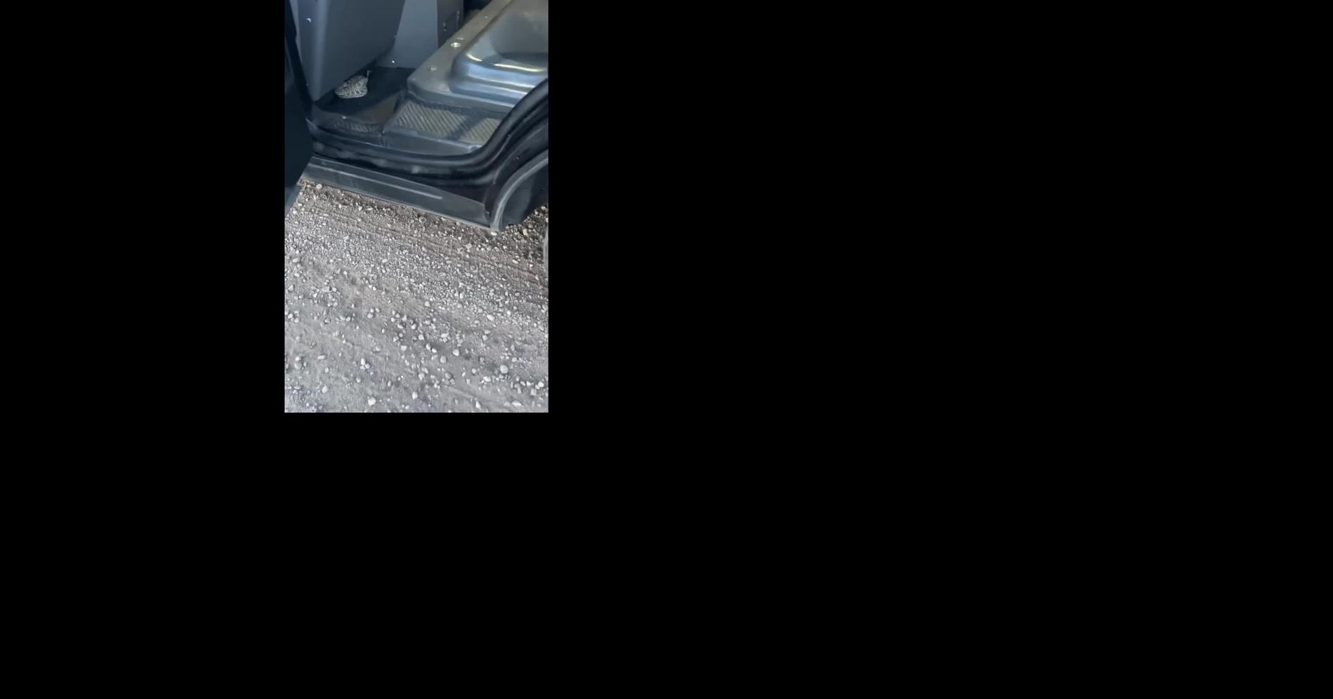 Watch: Police Wrangle Rattlesnake Outside Colorado High School