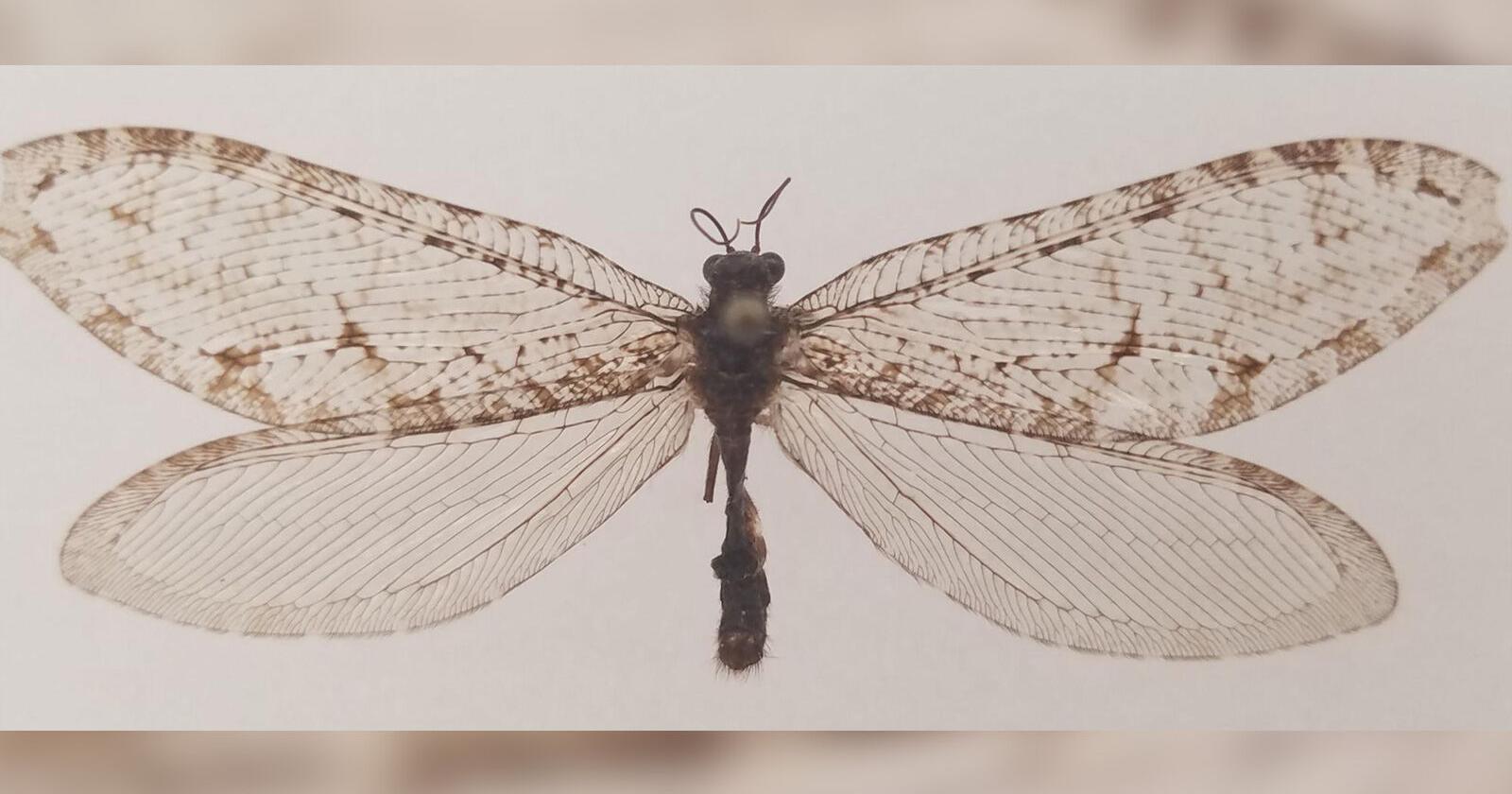 Rare giant Jurassic-era insect was spotted at an Arkansas Walmart - Vimarsana News