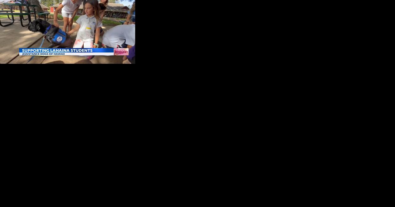 Therapy Dogs Support Lahaina School Kids & Others on Maui - Vimarsana News