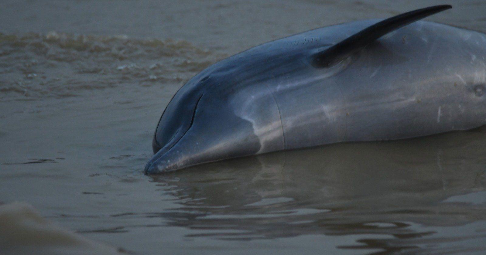 More than 100 dolphins dead in Amazon as water hits 102 degrees Fahrenheit - Vimarsana News