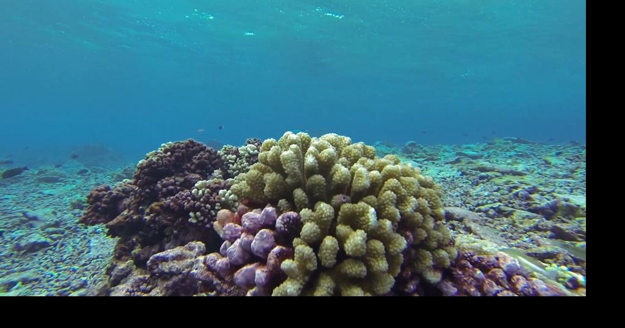 Hawai'i fishermen, environmentalists react to Trump's executive order to reopen waters in the Pacific