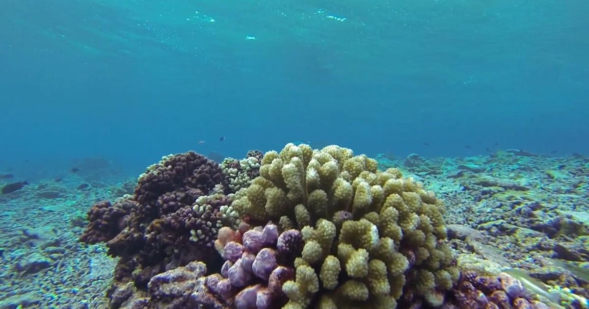 Hawai'i fishermen, environmentalists react to Trump's executive order to reopen waters in the Pacific