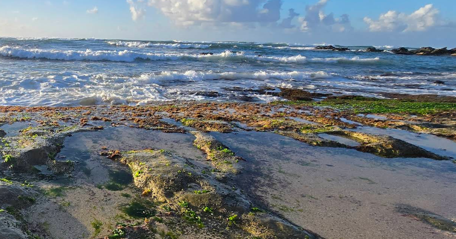 Non-aggressive shark spotted at Laniakea Beach