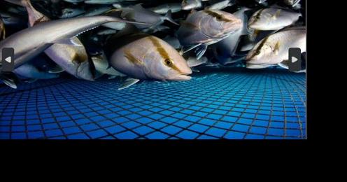 State senator pushes to grow Hawai'is aquaculture industry - Vimarsana News