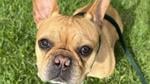 Hawaiian Humane Society fights ruling in return of dog in abuse case