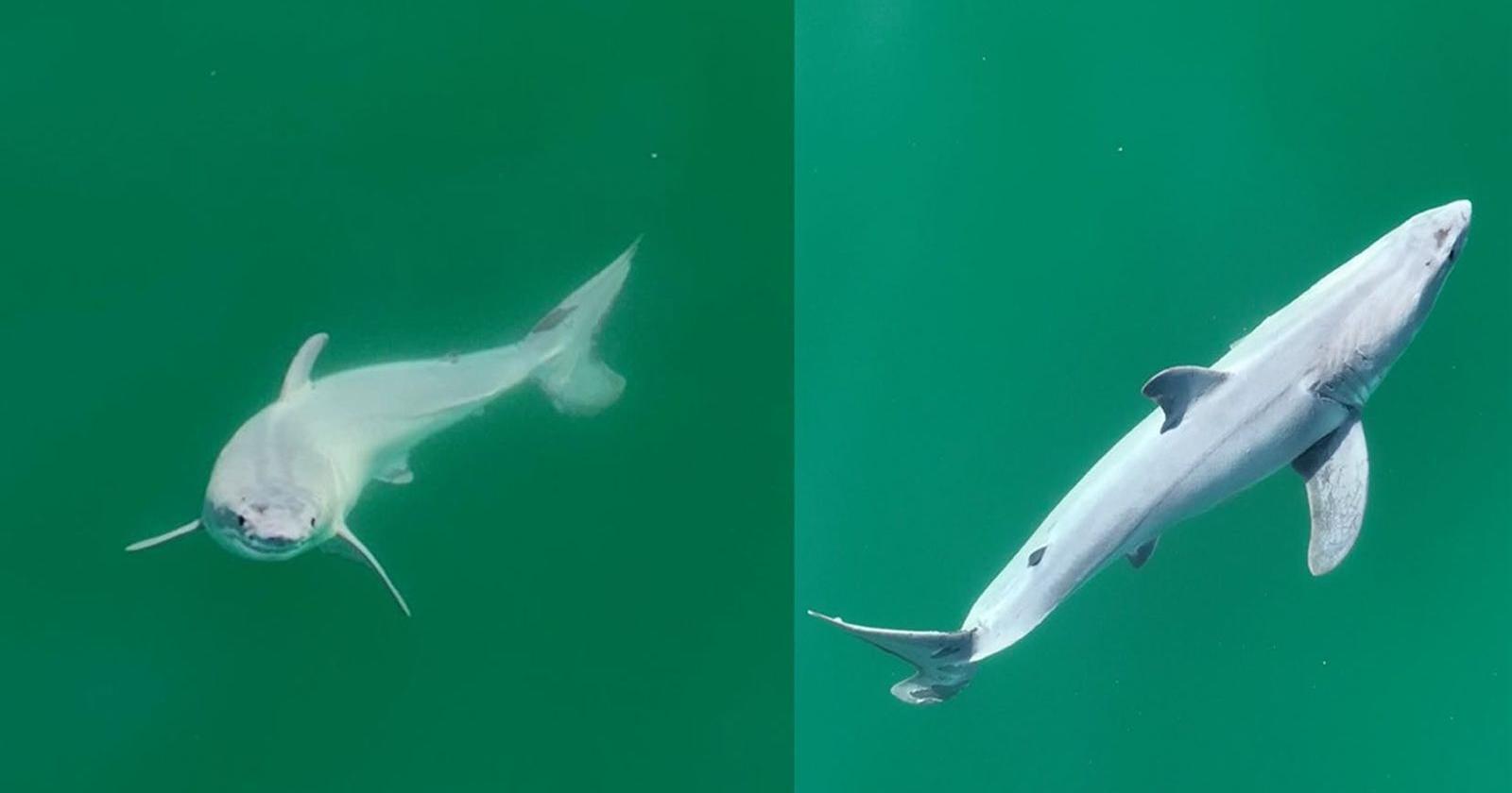 Researchers report first sighting of newborn great white shark - Vimarsana News