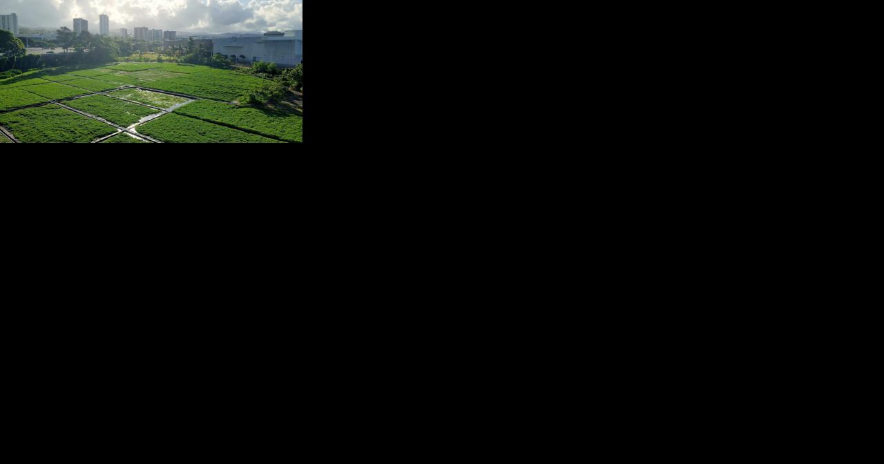 Local food mini documentary series tells the story of pa'akai (salt) in past and present | Local - Vimarsana News
