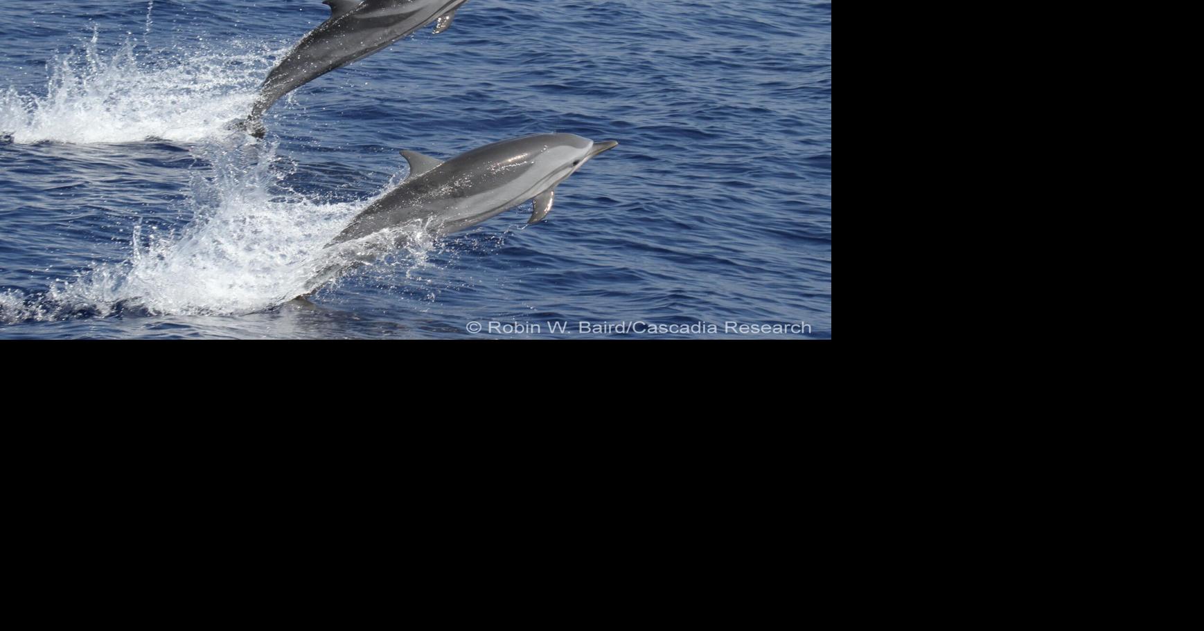 Stranded dolphins on Oahu test positive for human-risk bacteria - KITV