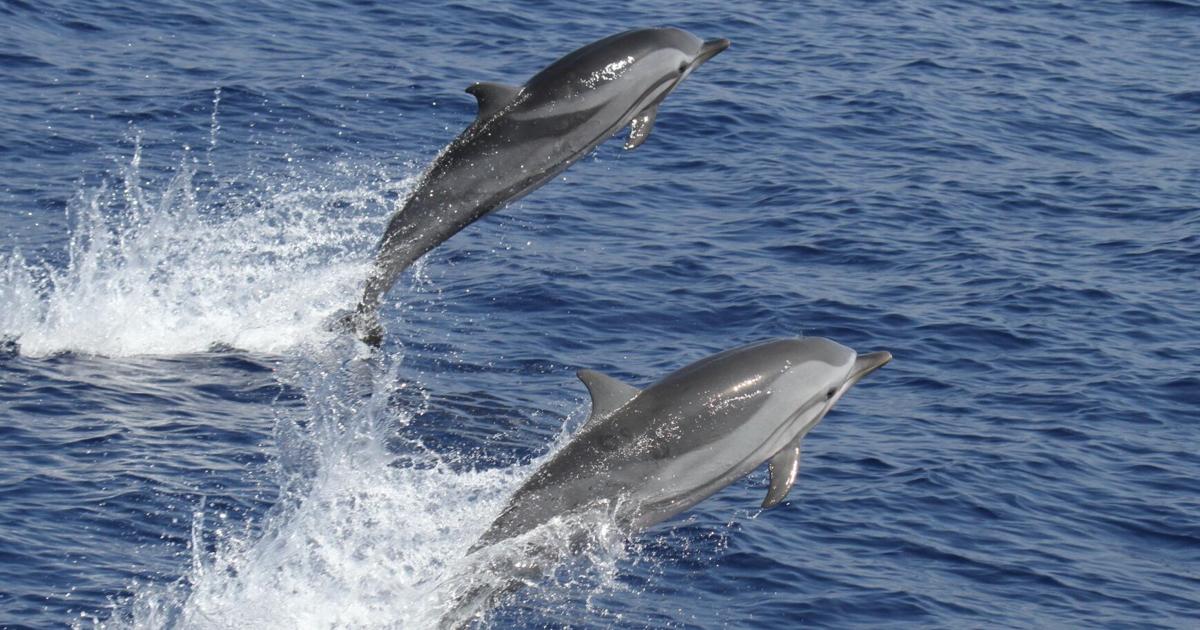 Stranded dolphins on Oahu test positive for human-risk bacteria - KITV