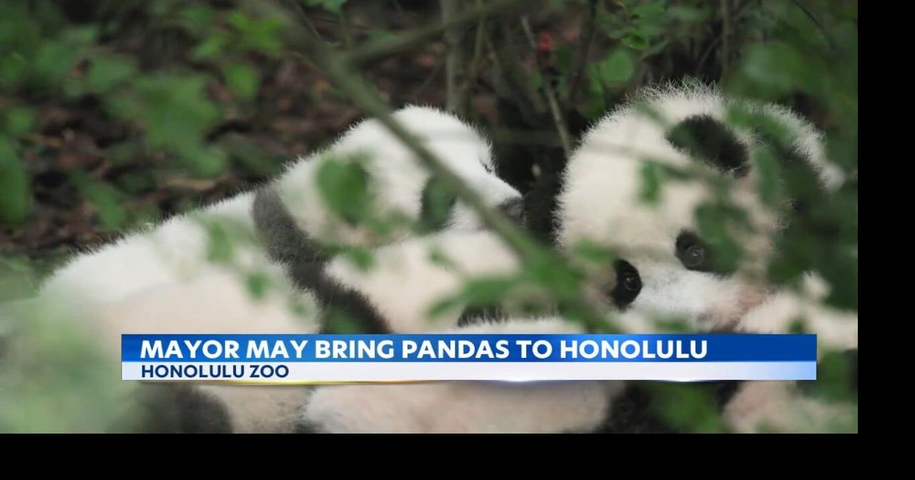 Honolulu Zoo gets top honor as mayor eyes panda deal