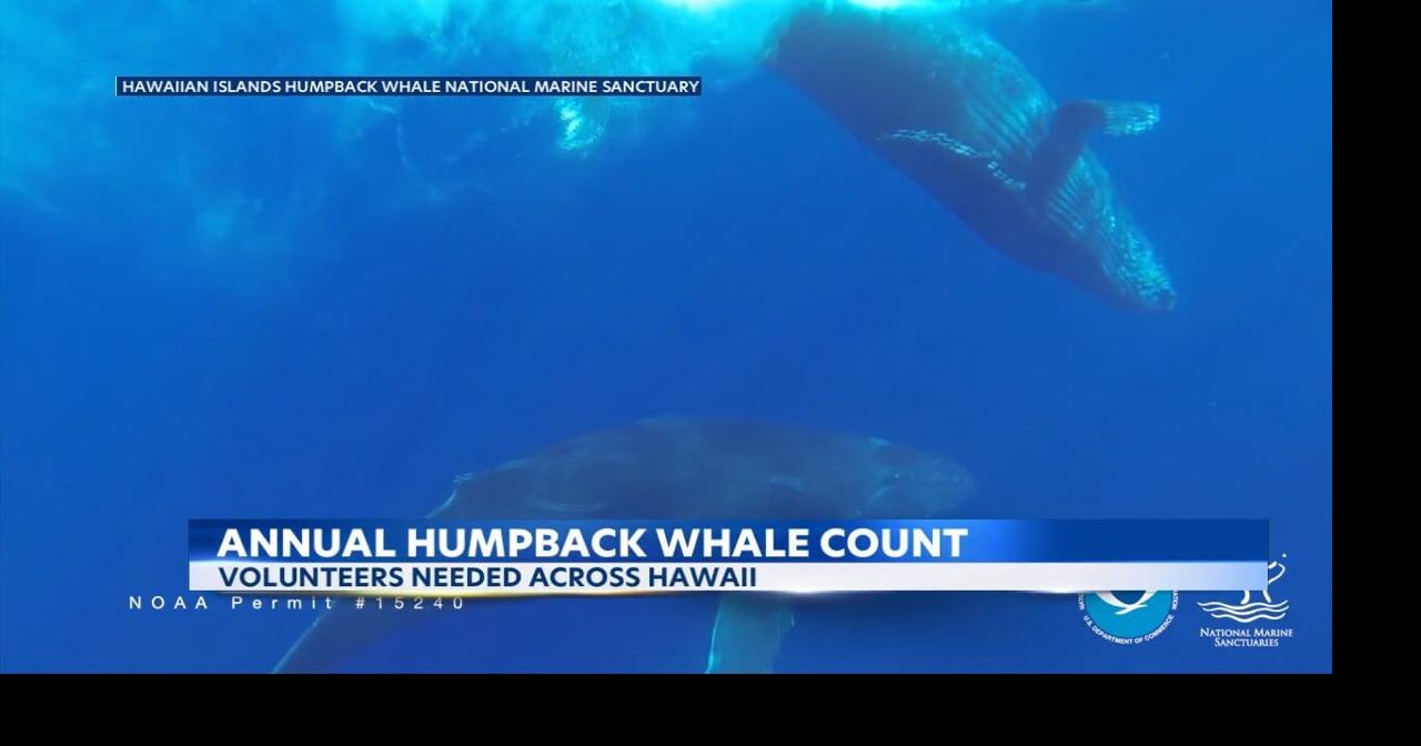 Humpback Whale season is upon us and volunteers are needed to help count | Video | kitv.com