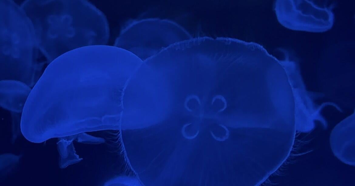 Why do we see box jellyfish 8-12 days after a full moon?