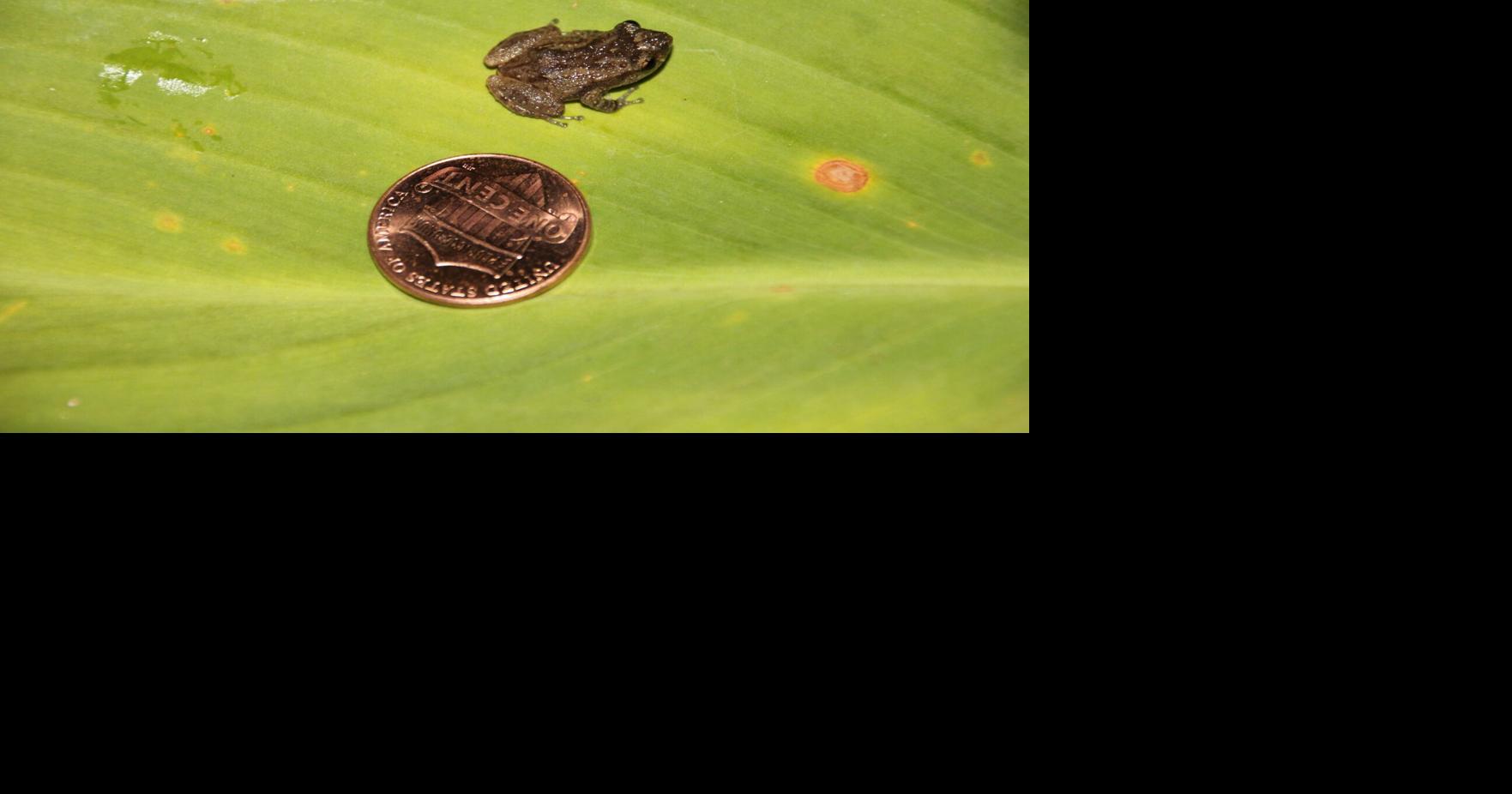Maui Council Members need your help to remove coqui frogs in your area