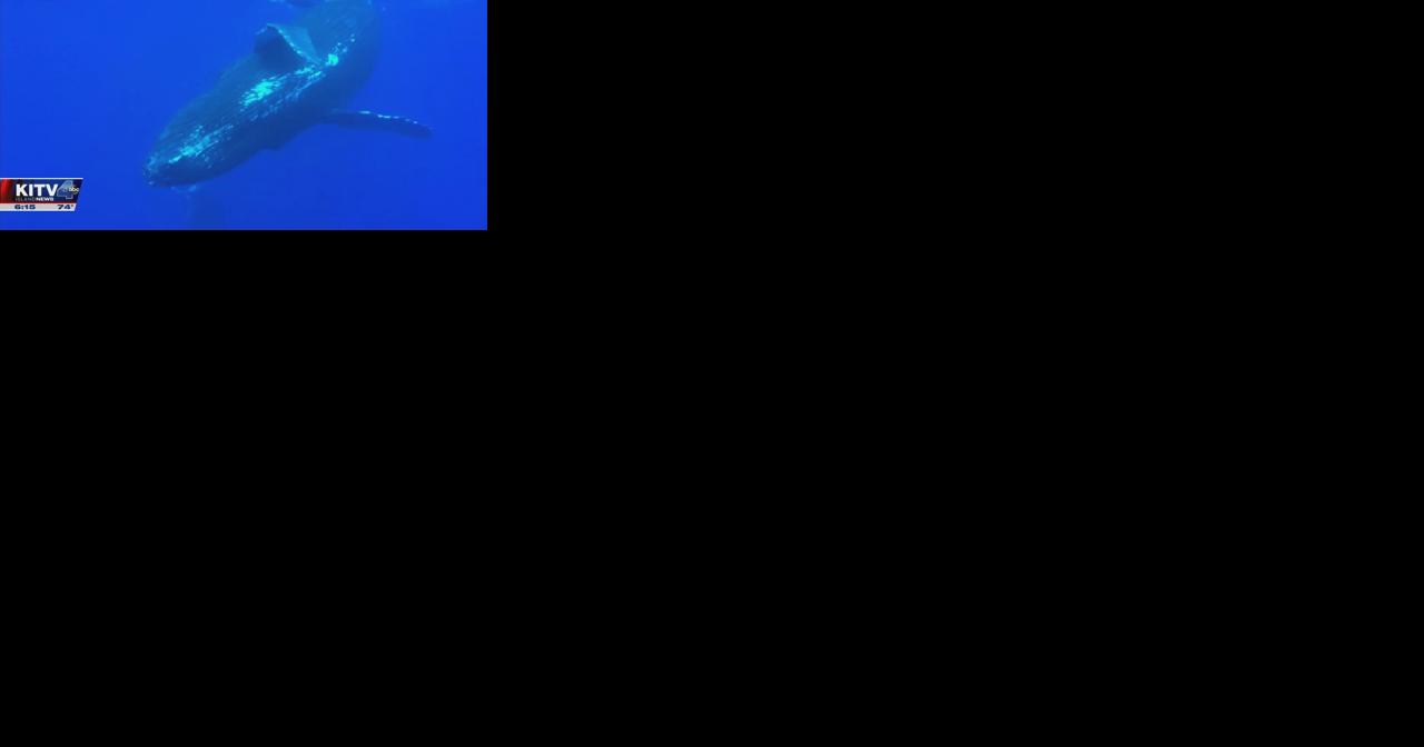 New boating recommendations around humpback whales - Vimarsana News