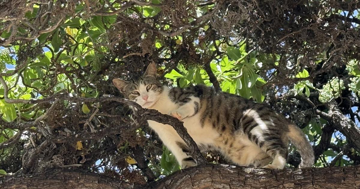 Honolulu weighs new spay and neuter rules as debate grows over free-roaming cats