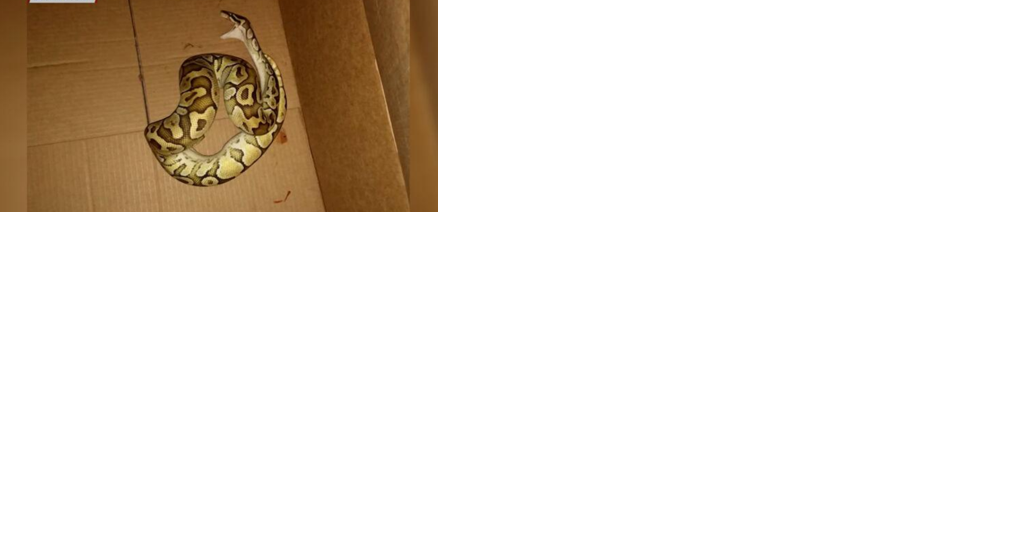 Hawaii officials reminding public to report illegal animals following snake surrender - Vimarsana News
