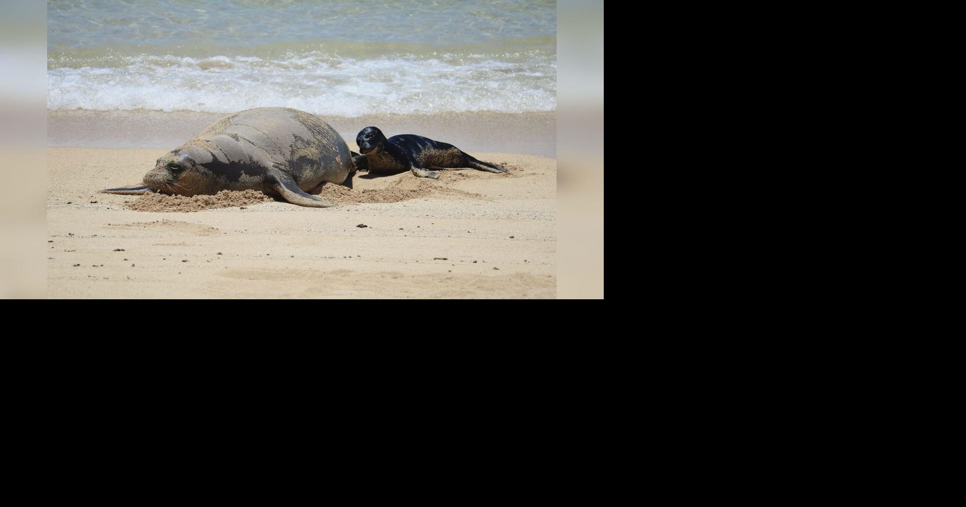Hawaiian monk seal pup born at Kaimana Beach prompts safety measures and public reminders