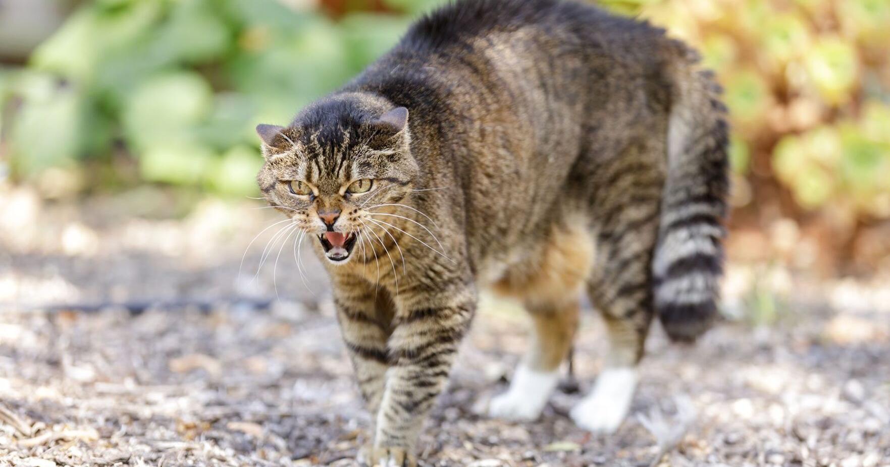 Cats have 276 different facial expressions, study finds - Vimarsana News