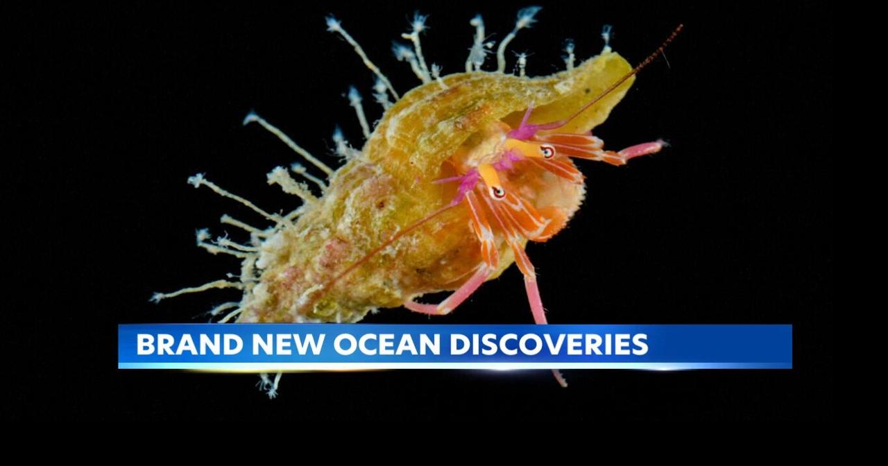Scientists find rare critters hiding deep in the Pacific